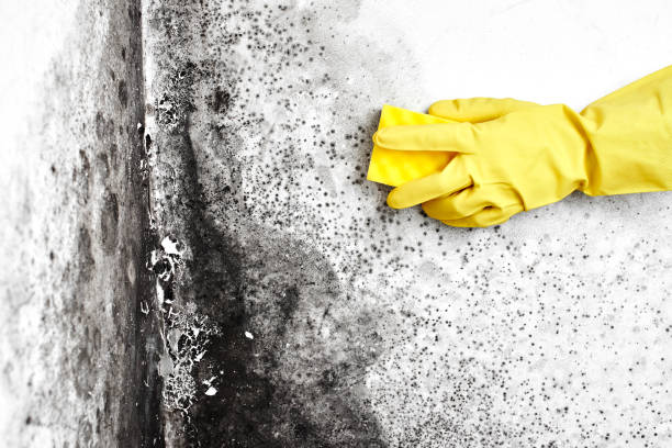 Best Emergency Mold Removal  in Dallas Center, IA