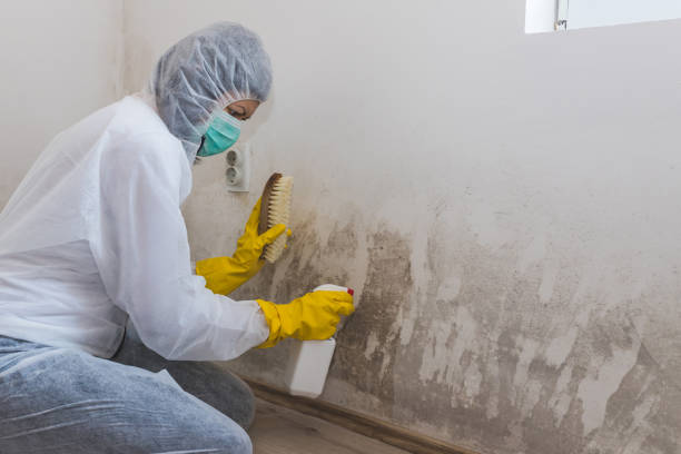 Best Black Mold Removal  in Dallas Center, IA