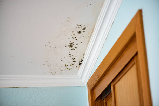 Dallas Center, IA Mold Removal Company