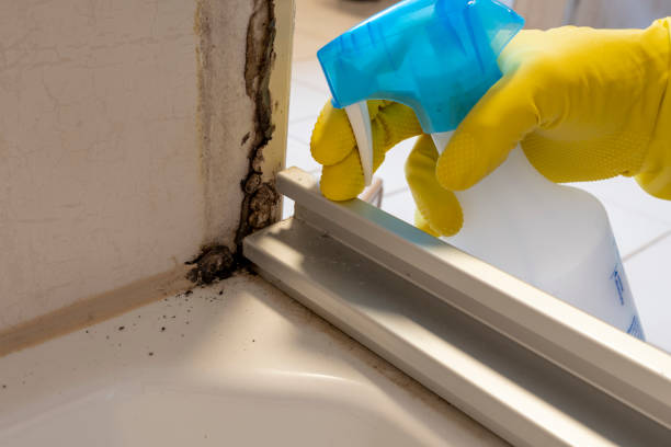 Best Attic Mold Removal  in Dallas Center, IA