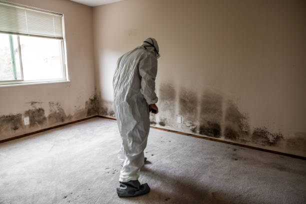 Crawl Space Mold Removal in Dallas Center, IA
