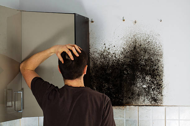 Best Black Mold Removal  in Dallas Center, IA
